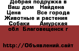 Добрая подружка,в Ваш дом!!!Найдена › Цена ­ 10 - Все города Животные и растения » Собаки   . Амурская обл.,Благовещенск г.